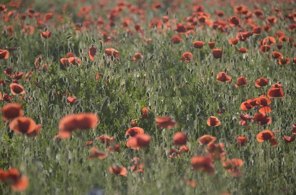 Vackra Röda Vallmo Blommor Fältet — Stockfoto