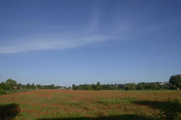 Lindas Flores Papoula Vermelha Campo — Fotografia de Stock