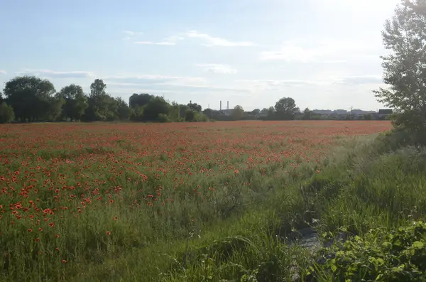 Bunga Poppy Merah Yang Indah Lapangan — Stok Foto