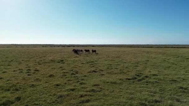 马在绿色草地上吃草的镜头 — 图库视频影像