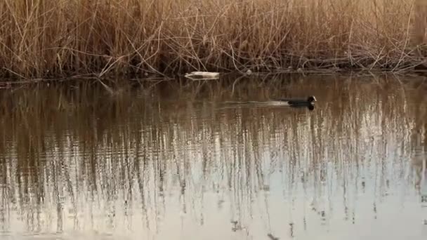 Μικρό πουλί κολυμπάει σε καλαμιές του ποταμού το βράδυ — Αρχείο Βίντεο