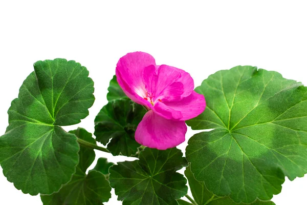 Lila Geranium Blomma Isolerad Vit Bakgrund Kopiera Utrymme — Stockfoto