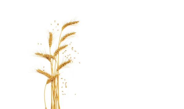 Uši Pšenice Izolované Bílém Pozadí Problém Ukrajinského Vývozu Pšenice Důsledku — Stock fotografie