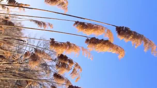 Reeds Sway Wind Sunlight Wild Grass Sways Wind Blue Sky — Stockvideo
