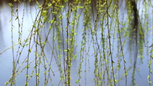 Willow Leaves Background Blue Water Willow Leaves Move Wind Early — 비디오