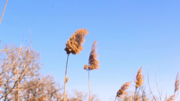 Reeds Sway Wind Sunlight Wild Grass Sways Wind Blue Sky — Video