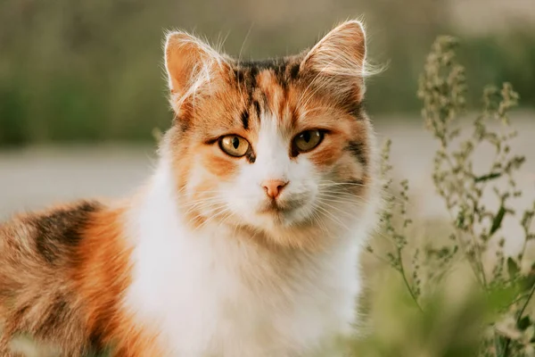 Ginger Cat 'in portresi dışarıda, yeşil çimlerin üzerinde dinleniyor. Boşluğu kopyala