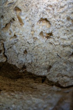 Mamut Mağarası Ulusal Parkı 'ndaki Mağara Sistemi