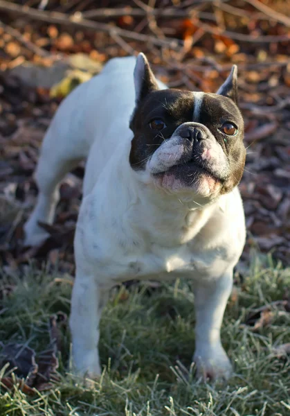 French bulldog — Stock Photo, Image