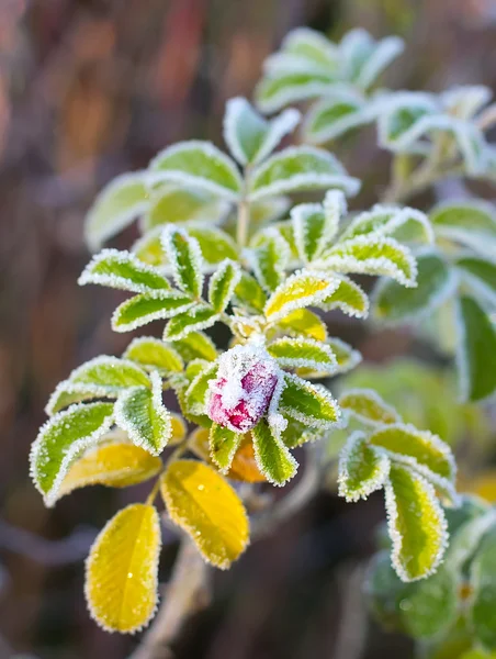Frosty bloem briar — Stockfoto