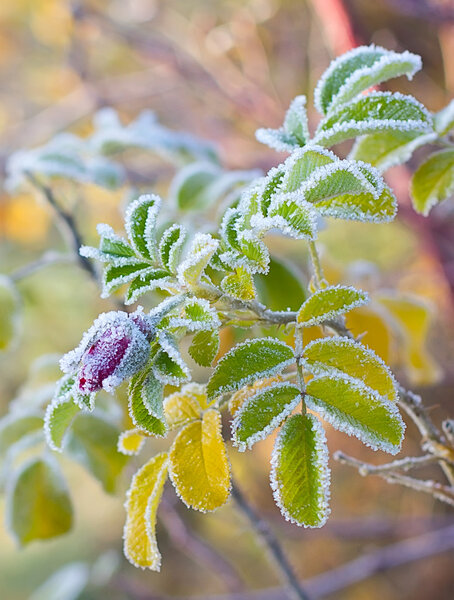 Frozen branch of wild rose