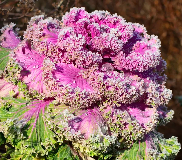 装饰白菜 — 图库照片