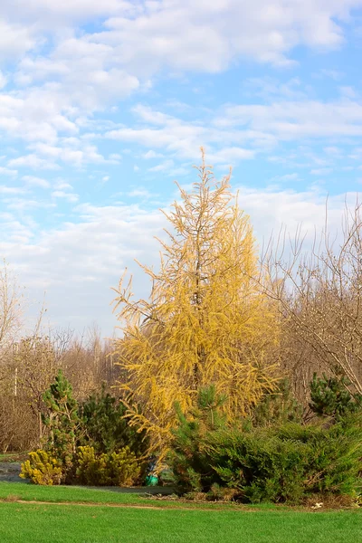 Herfst lariks met juniper struiken — Stockfoto