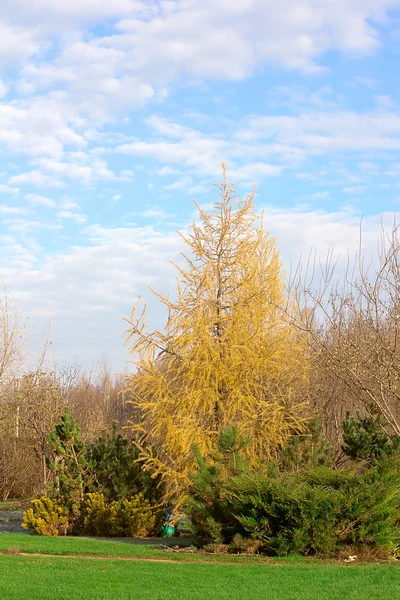 Alerce de otoño con arbustos de enebro —  Fotos de Stock