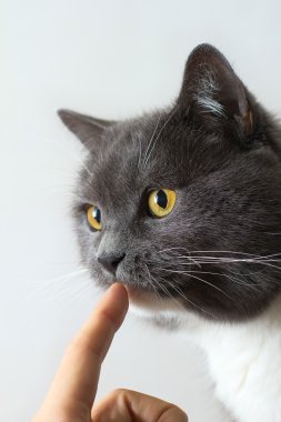 İngiliz kedi daha yakından bakmak