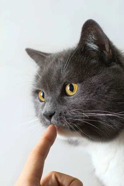 Gato britânico um olhar mais atento — Fotografia de Stock