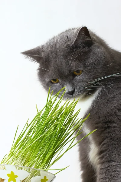 Kot wącha zielone pędy — Zdjęcie stockowe
