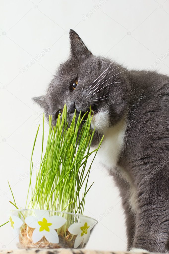 Cat eats green shoots