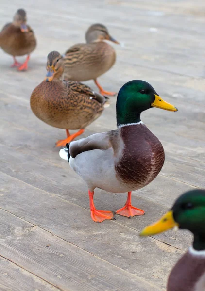 Bando de patos — Fotografia de Stock