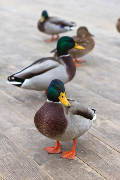 Quatro patos, de ambos os sexos, de ambos os sexos, de ambos os sexos. — Fotografia de Stock