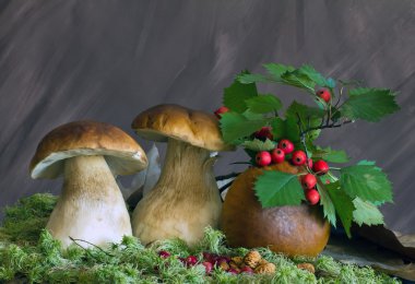 Natürmort mantar, alıç ve kızılcık