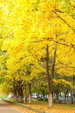 sonbahar maple Sokağı