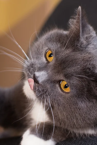 Gatto britannico — Foto Stock