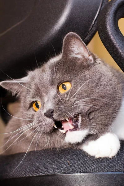Говорящая кошка — стоковое фото