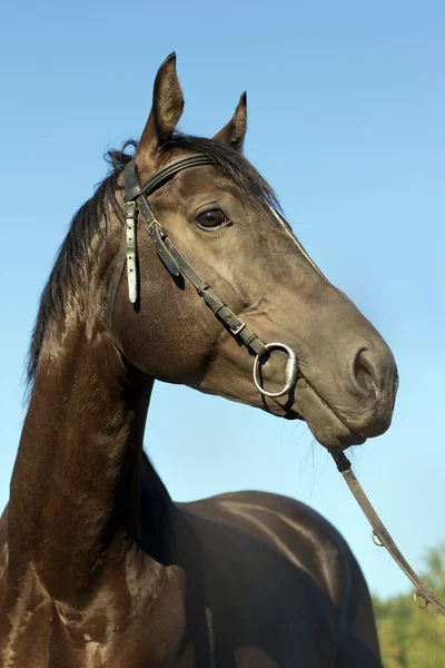 Buste un cheval noir — Photo