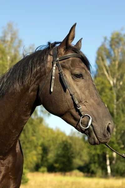 Cavallo nero — Foto Stock