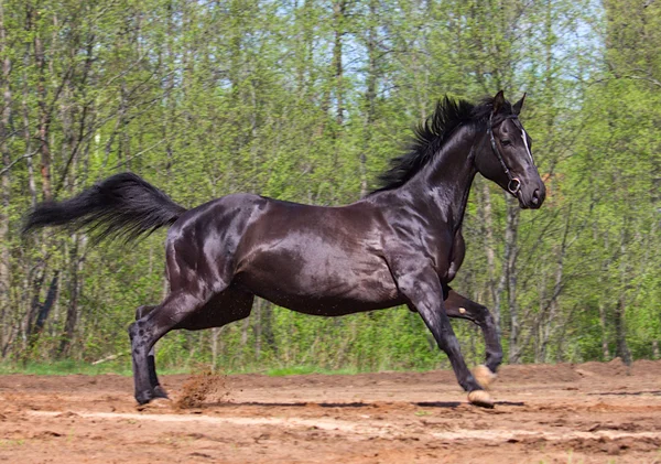 Galopperande svart häst — Stockfoto