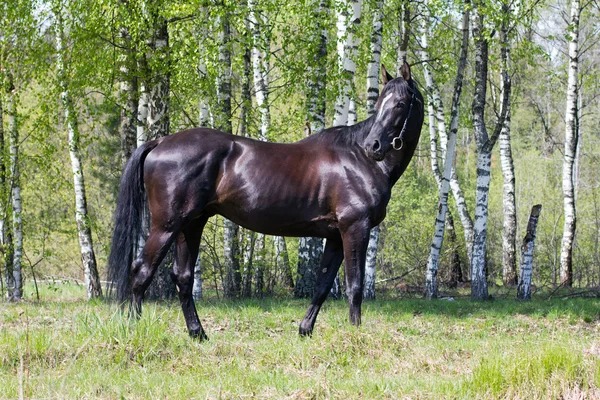 黑马 — 图库照片