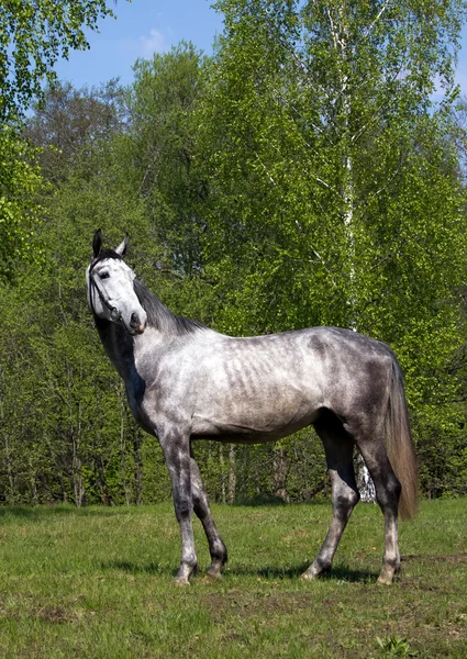 Stoisko, koń — Zdjęcie stockowe