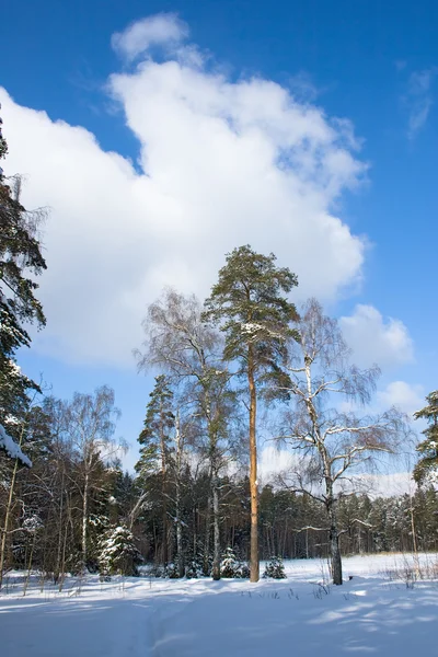 Vinterskog landskap — Stockfoto