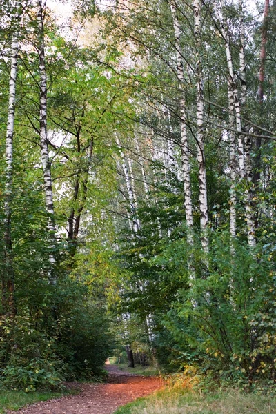 Road in birch forest — Stock Photo, Image