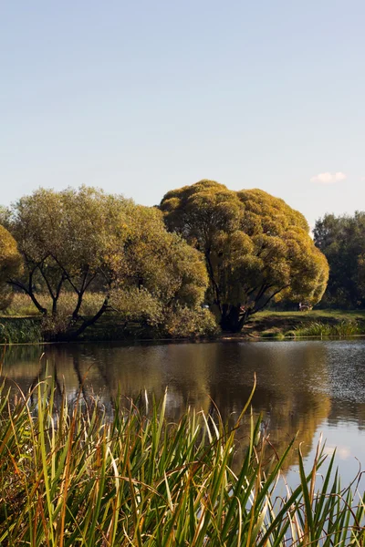 yuvarlak kapaklar ağaçlar