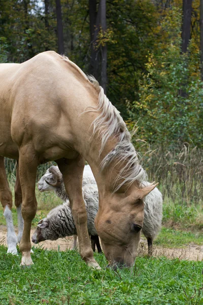 Cavalo e ovelha — Fotografia de Stock