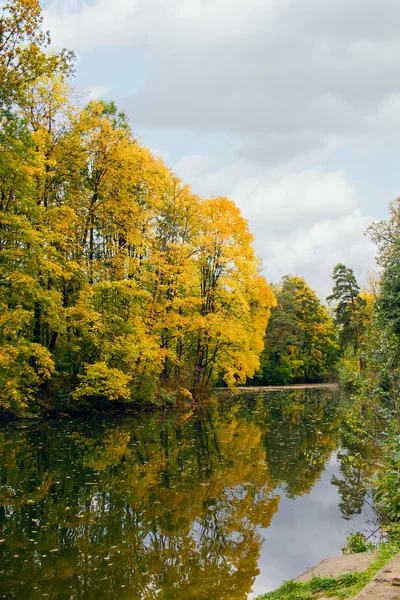 Желтый осенний клен над водой — стоковое фото
