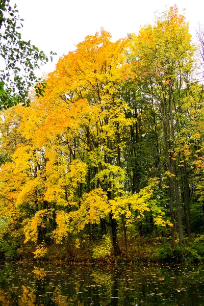 Gele herfstbladeren esdoorn — Stockfoto