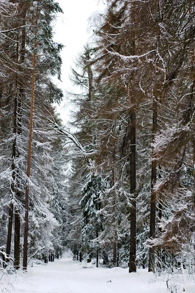 被雪覆盖的冬季森林 — 图库照片