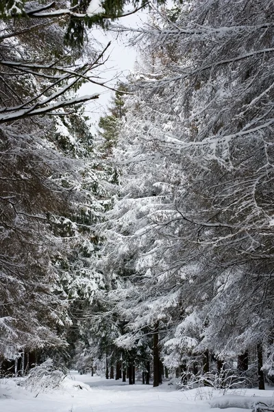 雪に覆われた冬の森 — ストック写真