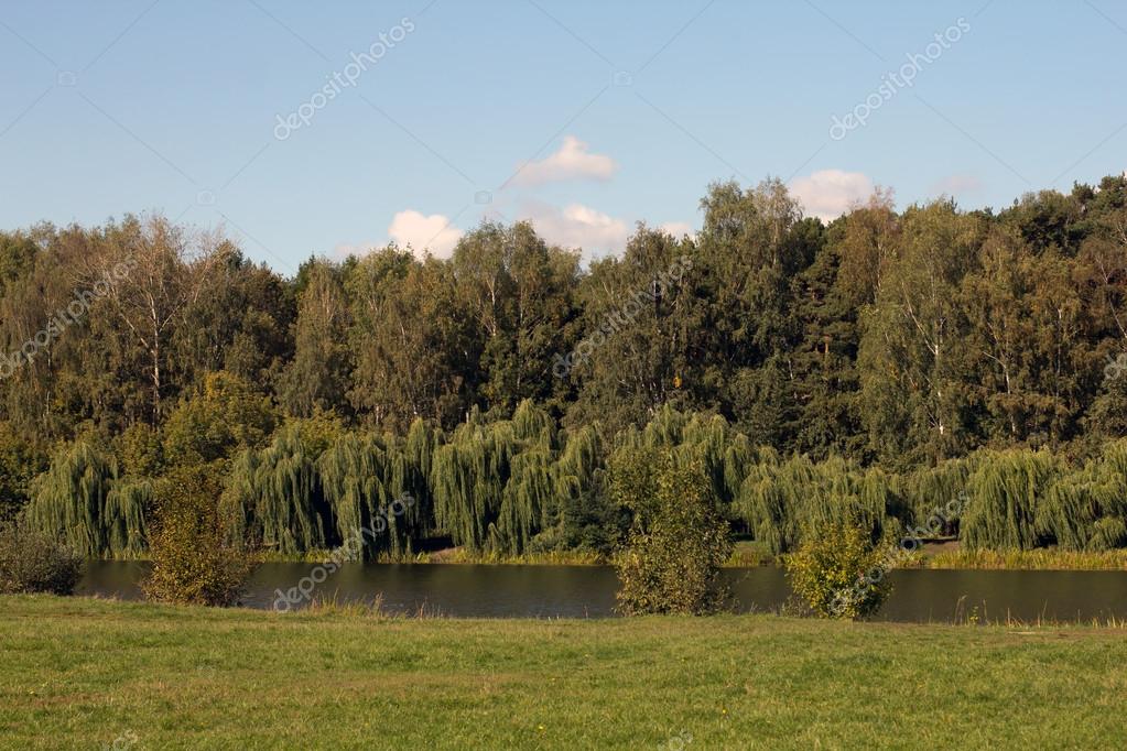 Sauces llorones 2024