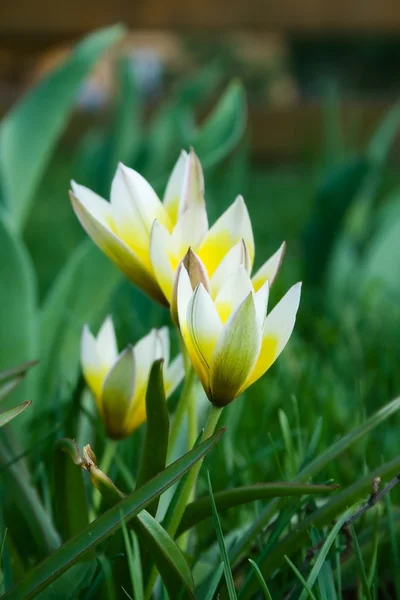 Ziertulpen — Stockfoto