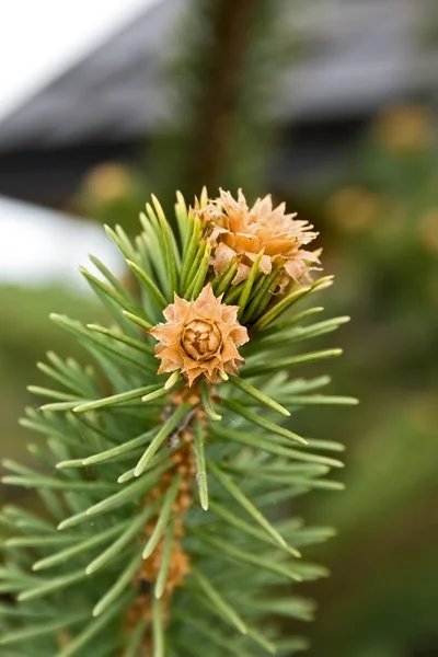 Flowers pine — Stock Photo, Image