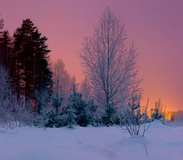 Fairytale soğuk kış orman