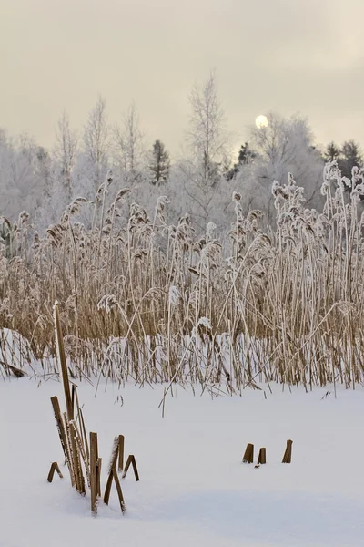 冬の湖の岸 — ストック写真