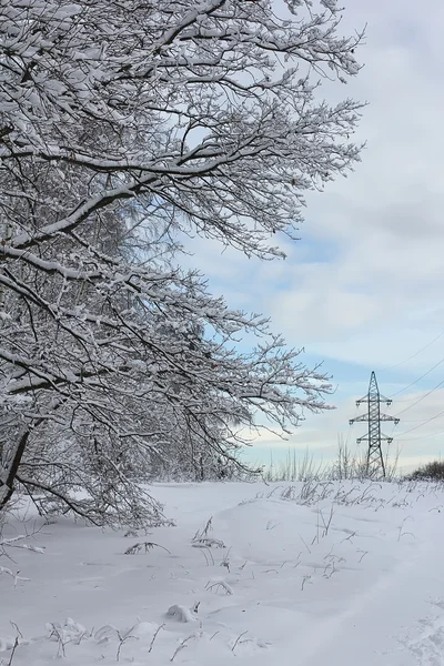 Bordo foresta invernale — Foto Stock