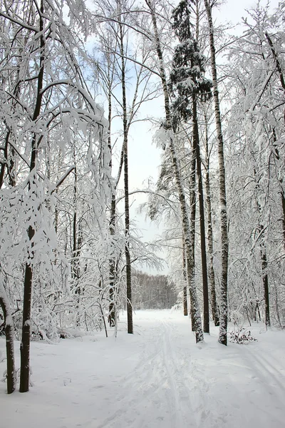 Winter forest na een sneeuwval — Stockfoto