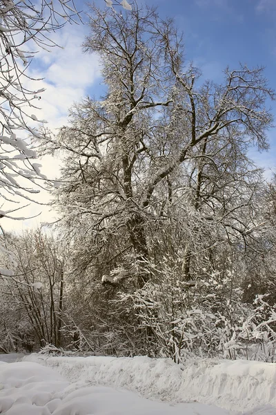 Vertakkende boom bedekt met sneeuw — Stockfoto