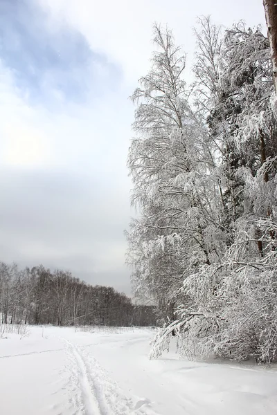 Bords des forêts — Photo